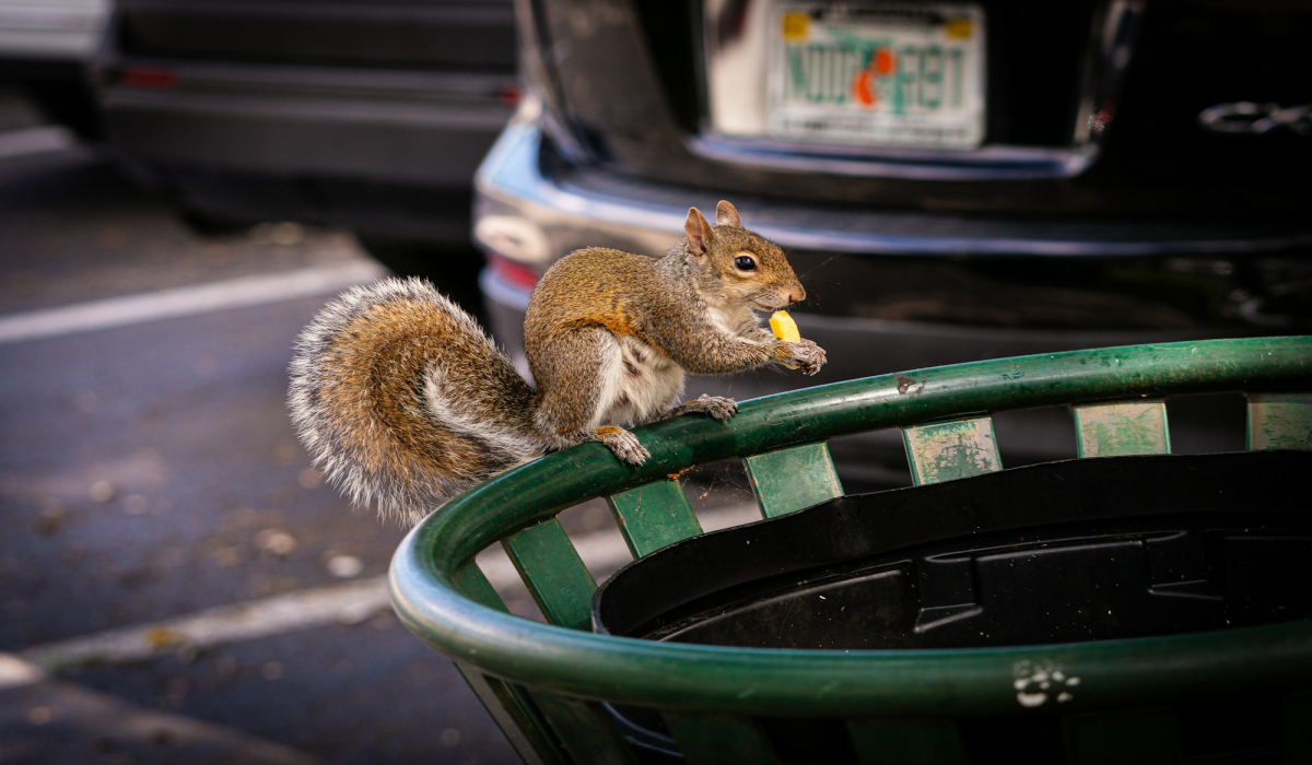 A Squirrel's Feast in Miami, Florida: Urban Wildlife in Action