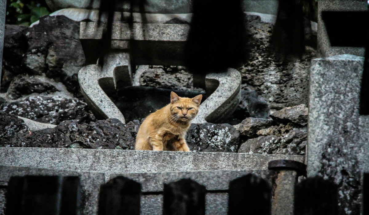Alluring Brown Cat Basking on the Stones of Kyoto, Japan