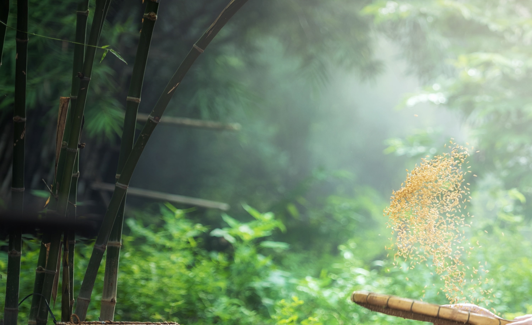 Ancient Asian Rice Sowing: A Pretty Job in the Lush Green Fields