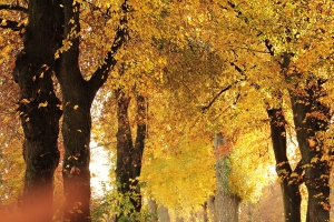 Autumn Mood: An Outdoor Avenue Adorned with Fall Leaves