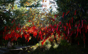 Autumn Splendor at Yushui Village: A Display of Prayer Ribbons Amid Vibrant Foliage