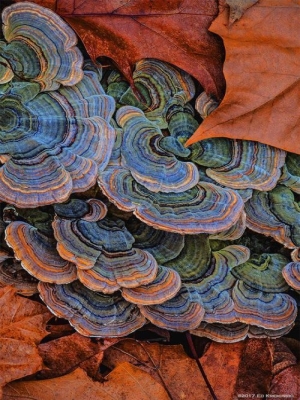 Autumn's Colorful Fungi: A Symphony of Nature's Hues