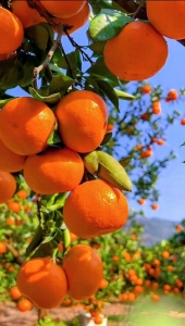 Basking in Sunshine: The Radiant Oranges of Summer