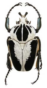 Black and White Crab: A Unique Marine Creature