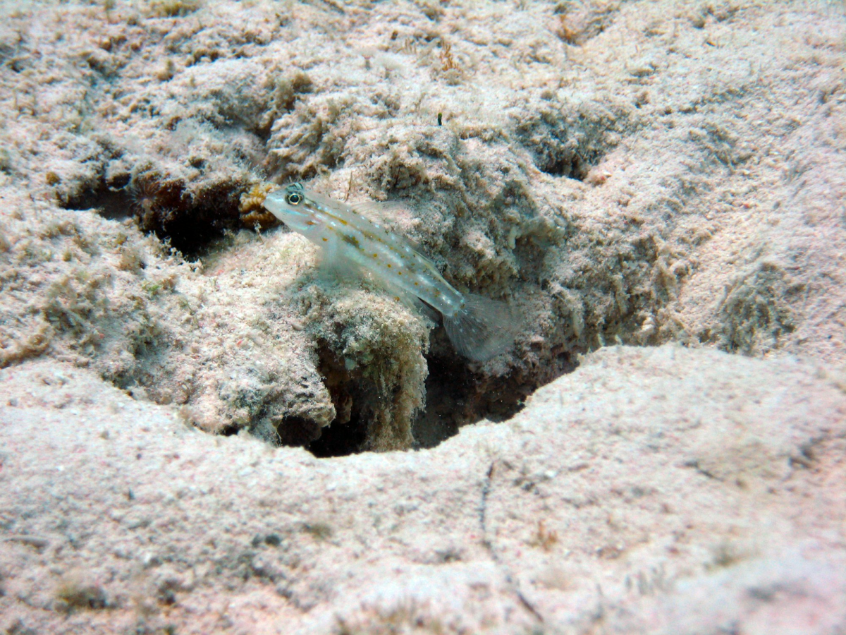 Bridled Goby: An Enthralling Component of Marine Jigsaw Puzzles