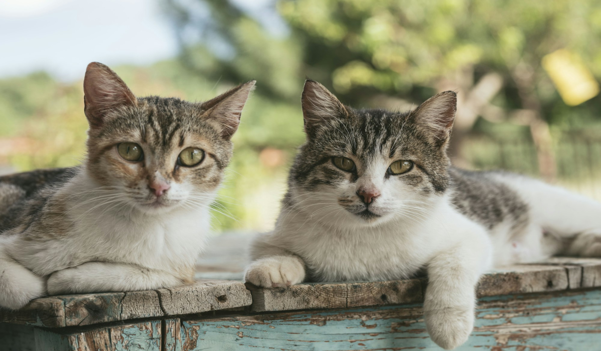 Captivating Gaze of Two Brown Tabby Cats in Makrakomi, Greece