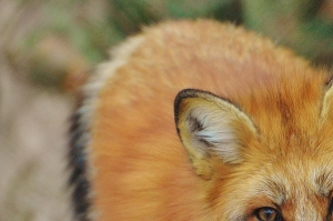 Captivating Portrait of a Red Fox in Wildpark Poing: A Showcase of Wildlife Photography