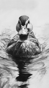 Captivating Portrayal of a Swimming Duck: A Detailed Artistic Study