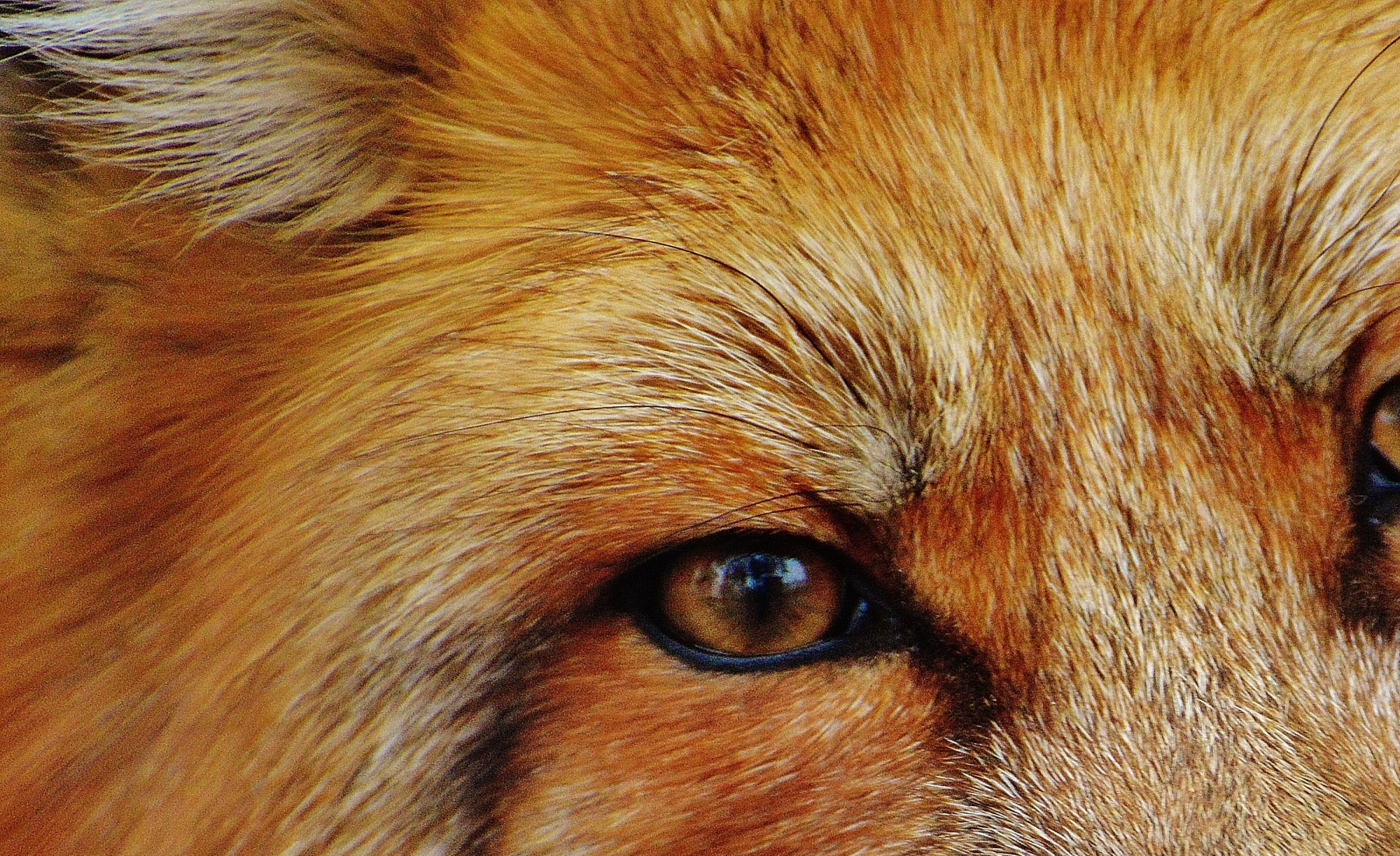 Close-Up Fox Portrait: The Brilliance of Wildlife Photography at Wildpark Poing