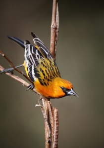 Colorful Bird Perched on a Branch: A Study in Avian Beauty