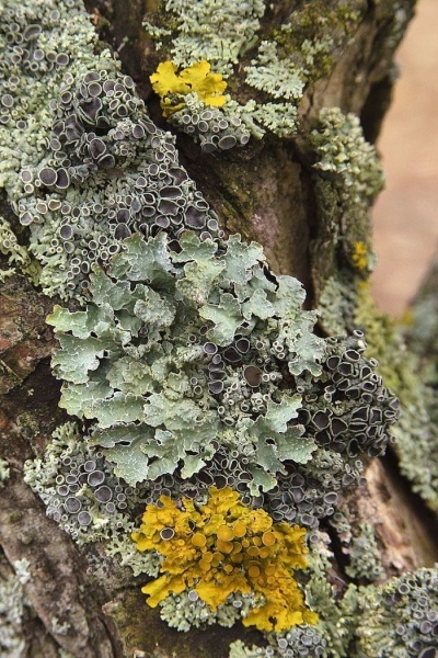 Colorful Lichen: A Symbiotic Symphony on Tree Bark