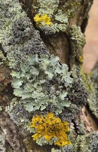 Colorful Lichen: A Symbiotic Symphony on Tree Bark