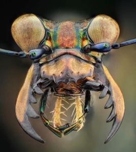 Detailed Macro Photography: Unveiling the Intricate Beauty of Insects