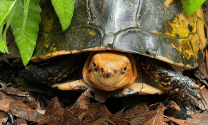 Distinctive Turtle Nestled Among Leaves on a Soil Bed