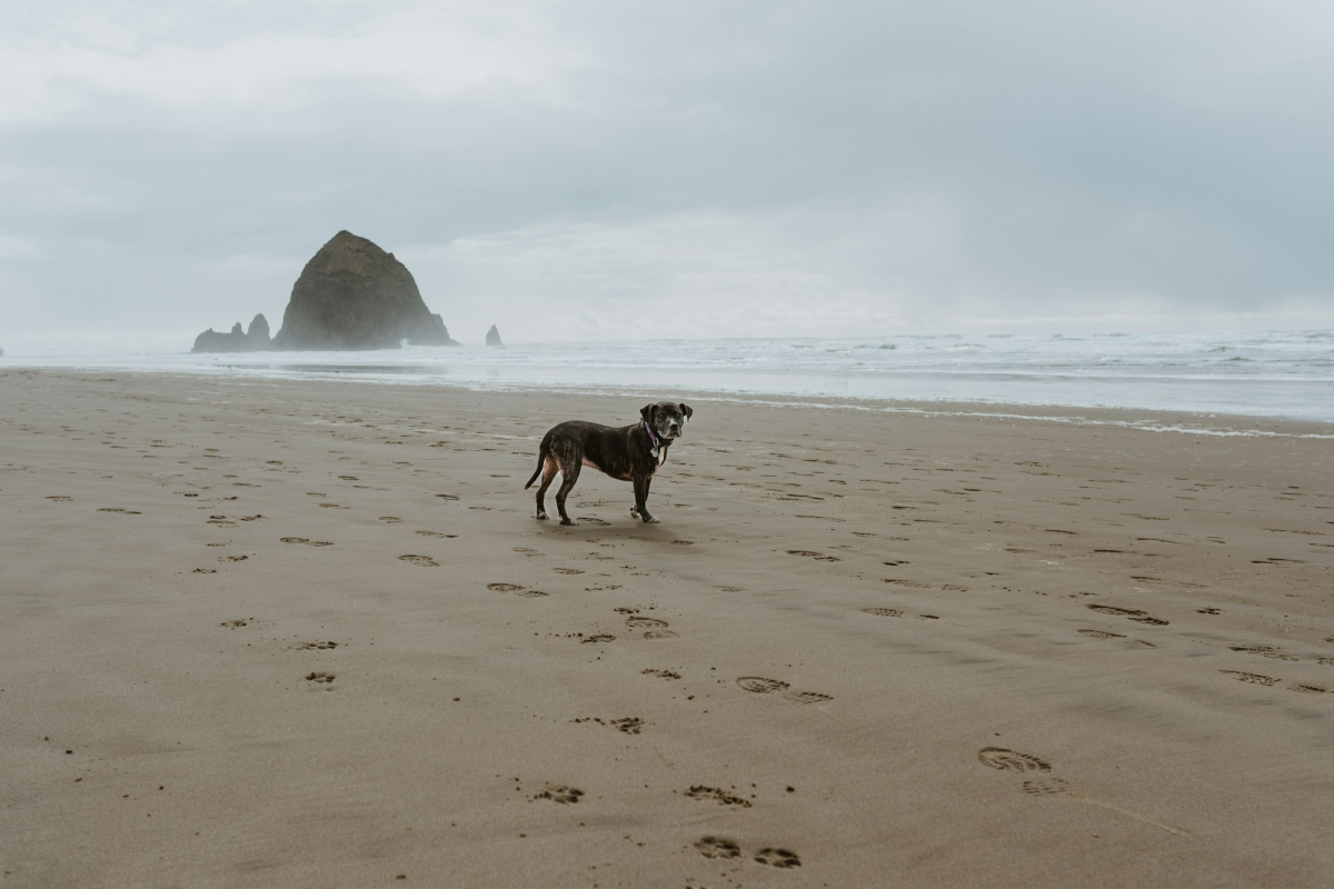 Dog's Coastal Adventure: Embracing the Beauty of Nature and Ocean Travel