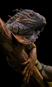 Enigmatic Beauty of a Bearded Dragon: A Close-Up Encounter