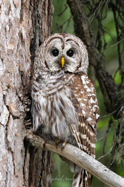 Enigmatic Night Hunter: The Distinctive Marked Owl