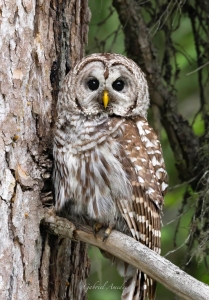 Enigmatic Night Hunter: The Distinctive Marked Owl