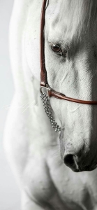 Equestrian Elegance: A Close-Up of a White Horse with Bridle