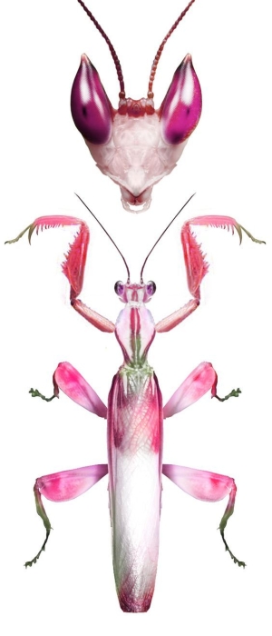 Exploring the Intricate Life Cycle of the Majestic Mantis