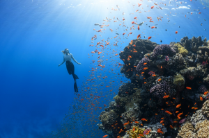 Exploring the Vibrant Underwater World of NEOM, Saudi Arabia