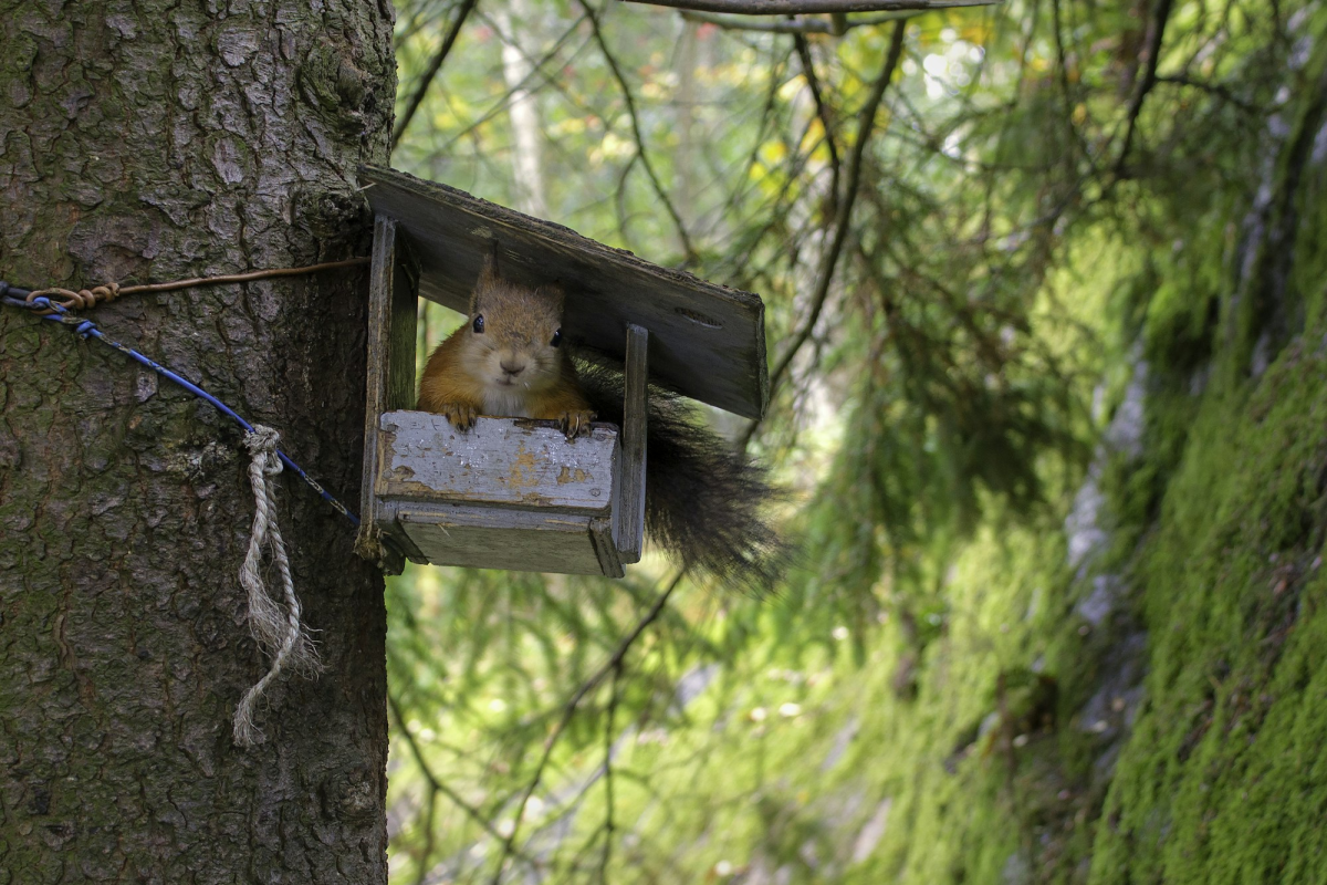 Fearless Squirrel's Rainy Day Adventure at Seurasaari, Helsinki