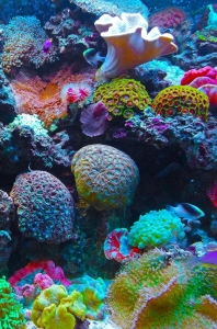 Frutiger Aero: Journey Into the Vibrant Underwater World of Coral Reefs
