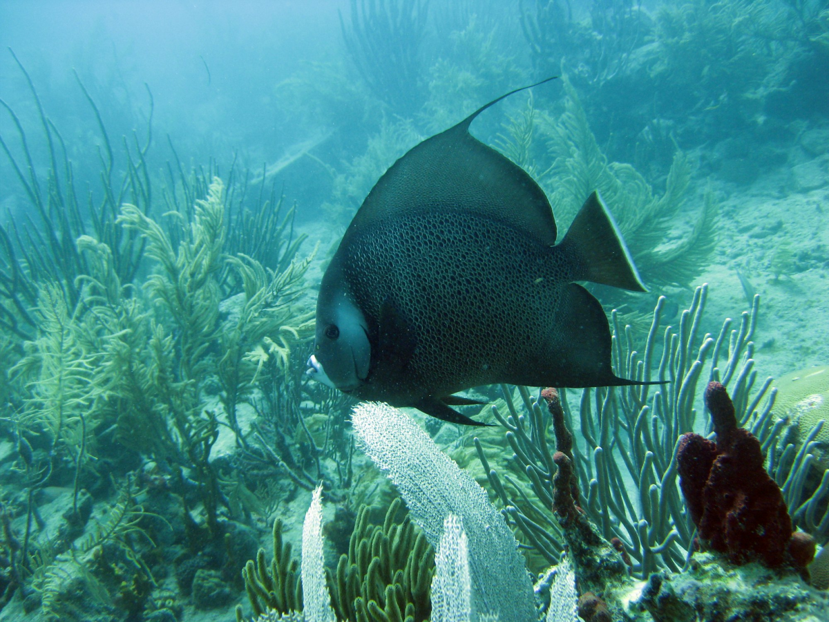 Gray Angelfish: The Dark Jewel of the Underwater Ecosystem