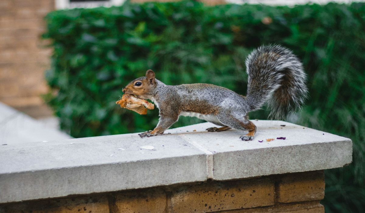 Humorous Campus Encounter: Squirrel Enjoying Chicken Wing in Roehampton, London