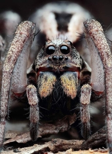 Intricate Details of a Spider: A Close-Up Exploration