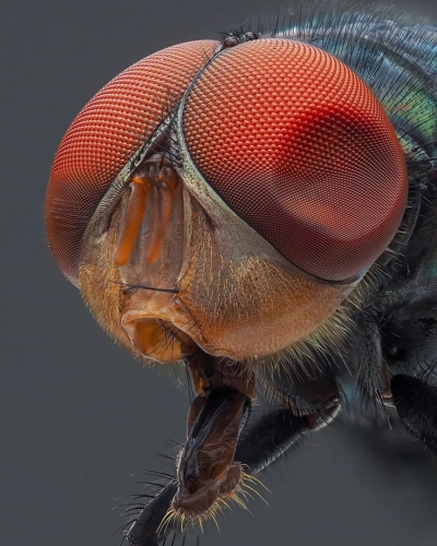 Intricate Majesty of the Common Fly: A Macro Photography Marvel