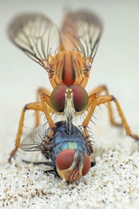 Intriguing Dance of Flies: A Microcosmic Encounter