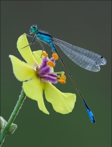 Iridescent Dragonfly on Vibrant Yellow Bloom: A Symphony of Colors