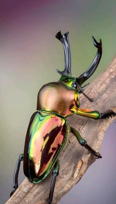 Iridescent Splendor: A Close Encounter with a Colorful Beetle Species