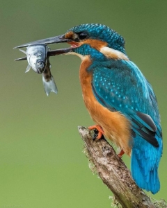 Kingfisher's Catch: A Spectacle of Nature's Bounty