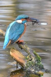 Kingfisher's Catch: Vibrant Display of Nature's Splendor