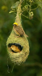 Life Among the Treetops: A Bird's Nest Story