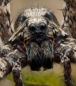 Macro Marvel: The Intricate World of Spiders