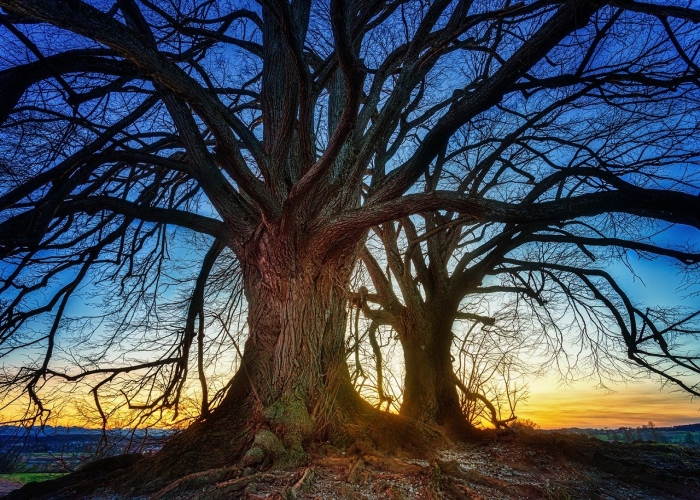 Majestic Trees Silhouetted Against a Vibrant Sunset: A Nature's Masterpiece