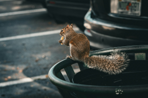 Miami Squirrel: A Glimpse into Urban Wildlife