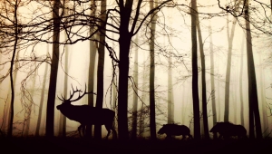 Misty Forest Encounter: Hirsch and Wild Boars in Nature