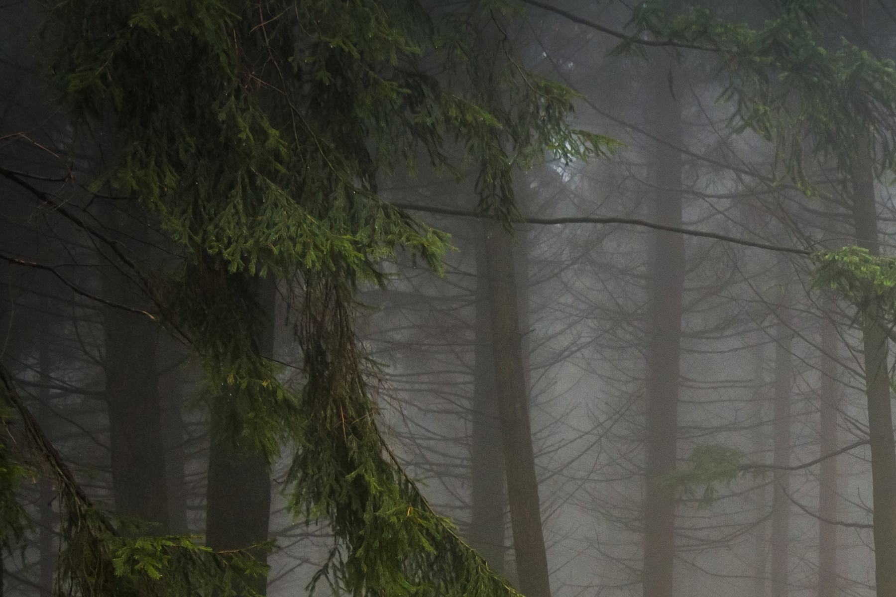 Mystic Morning in a Misty Pine Forest Glade