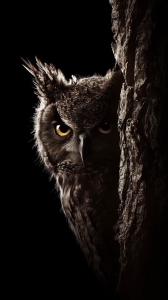 Mystique in the Shadows: The Nocturnal Owl