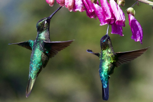 Nature's Spectacle: The Graceful Flight of Green Hummingbirds Amidst Pink Flowers