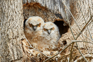 Nesting Baby Great Horned Owls: A Snapshot of Nature's Nurture