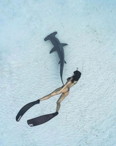 Oceanic Discovery: Swimming with Sharks