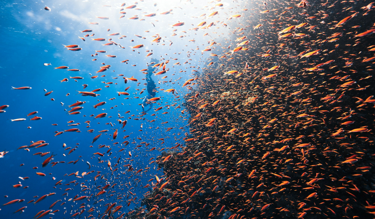 Oceanic Discovery: The Vibrant Underwater Life at NEOM, Saudi Arabia