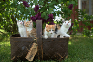 Playful Tabby Kittens in a Basket: A Snapshot from Karlskrona, Sweden