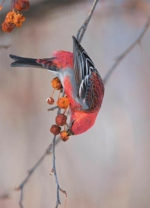 Red-Plumaged Bird Feasting on Berries in a Mesmerizing Display