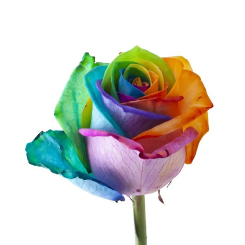 Spectrum of Colors: The Fascinating Rainbow Rose
